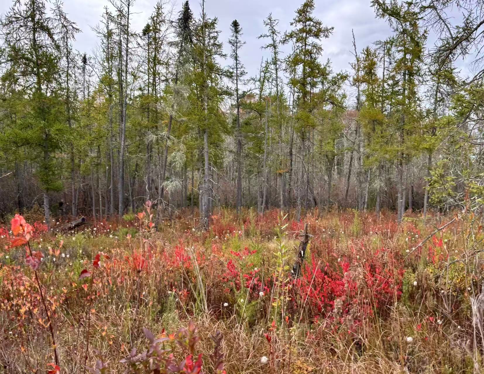 Peatland paleofire research